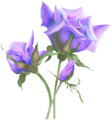 Balloon Flower (408x441)