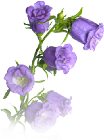 Free Images At Clker - Glockenblume Png (557x600)