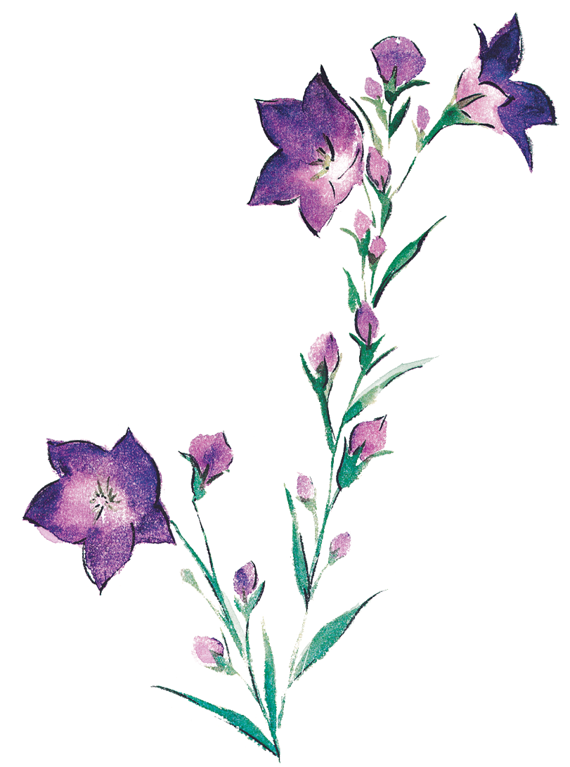 Alfalfa Paper Black Medic Watercolor Painting Illustration - Platycodon Grandiflorus (1181x1181)