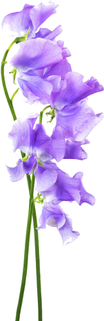 Blue14 Image By Kia31 - Bellflower (320x480)