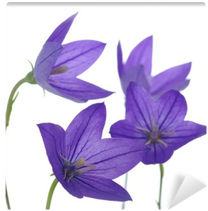 Bellflower (400x400)