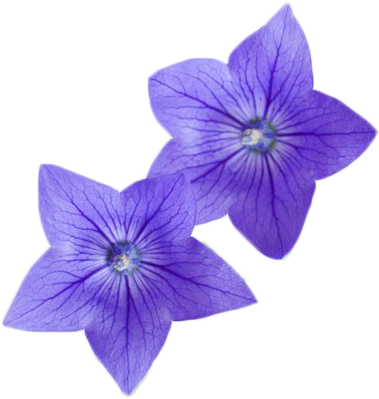 Flower Photography Platycodon - Platycodon Grandiflorus (640x427)