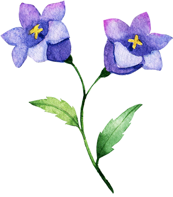 Platycodon - Lily (344x408)