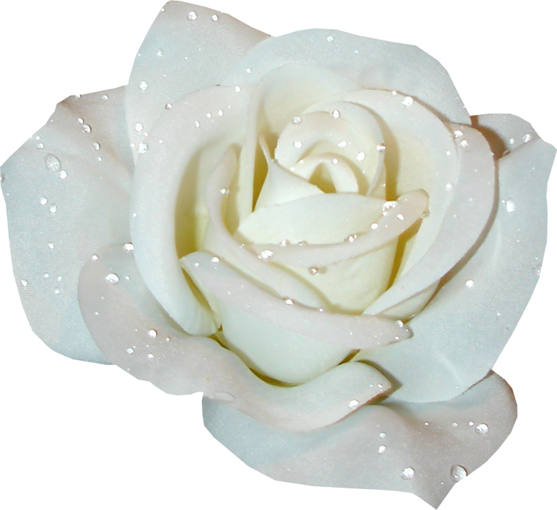 Pin White Rose Clipart - Clip Art (800x732)