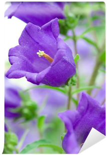 Bellflowers (400x400)