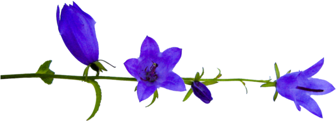 Png Клипарт Полевые Цветы - Balloon Flower (700x525)
