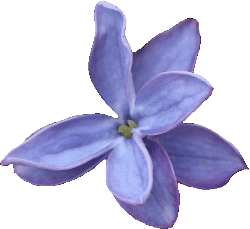 2010 2018, Peter Bonarius, Fliederkulturen Baumschulen, - Periwinkle (1200x1142)