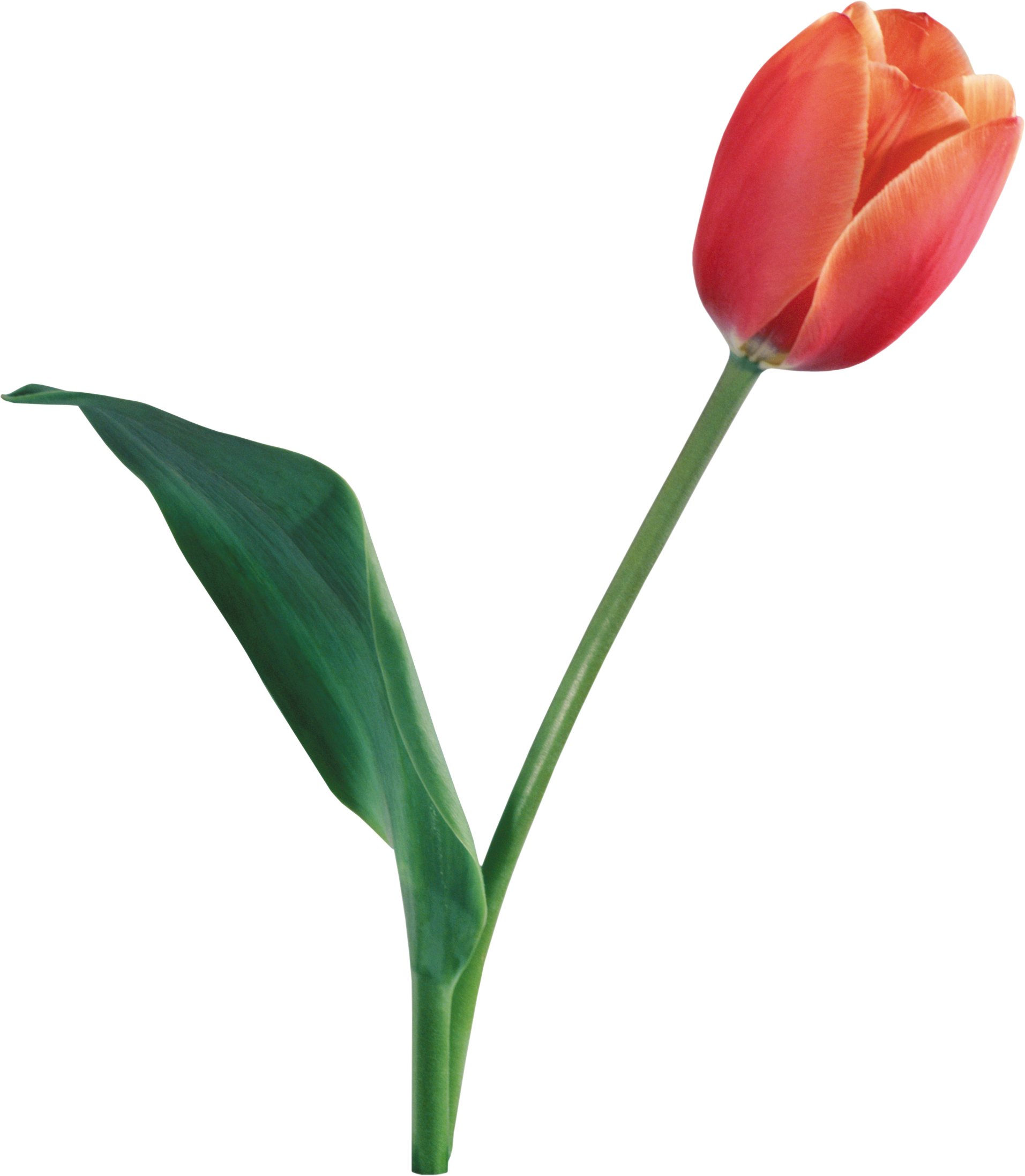 Tulip Png (1913x2195)
