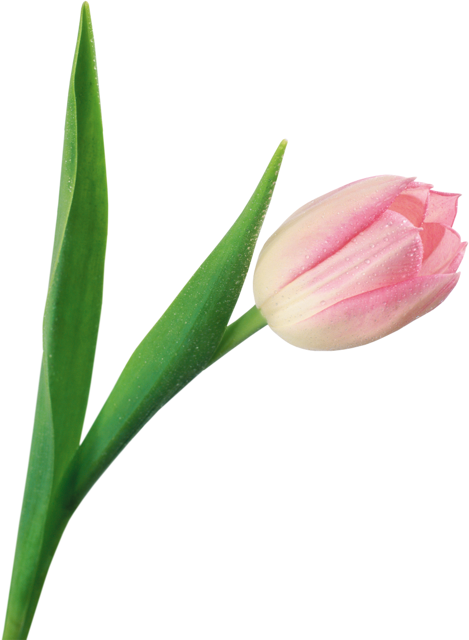 This High Quality Free Png Image Without Any Background - Тюльпан На Прозрачном Фоне (916x1250)