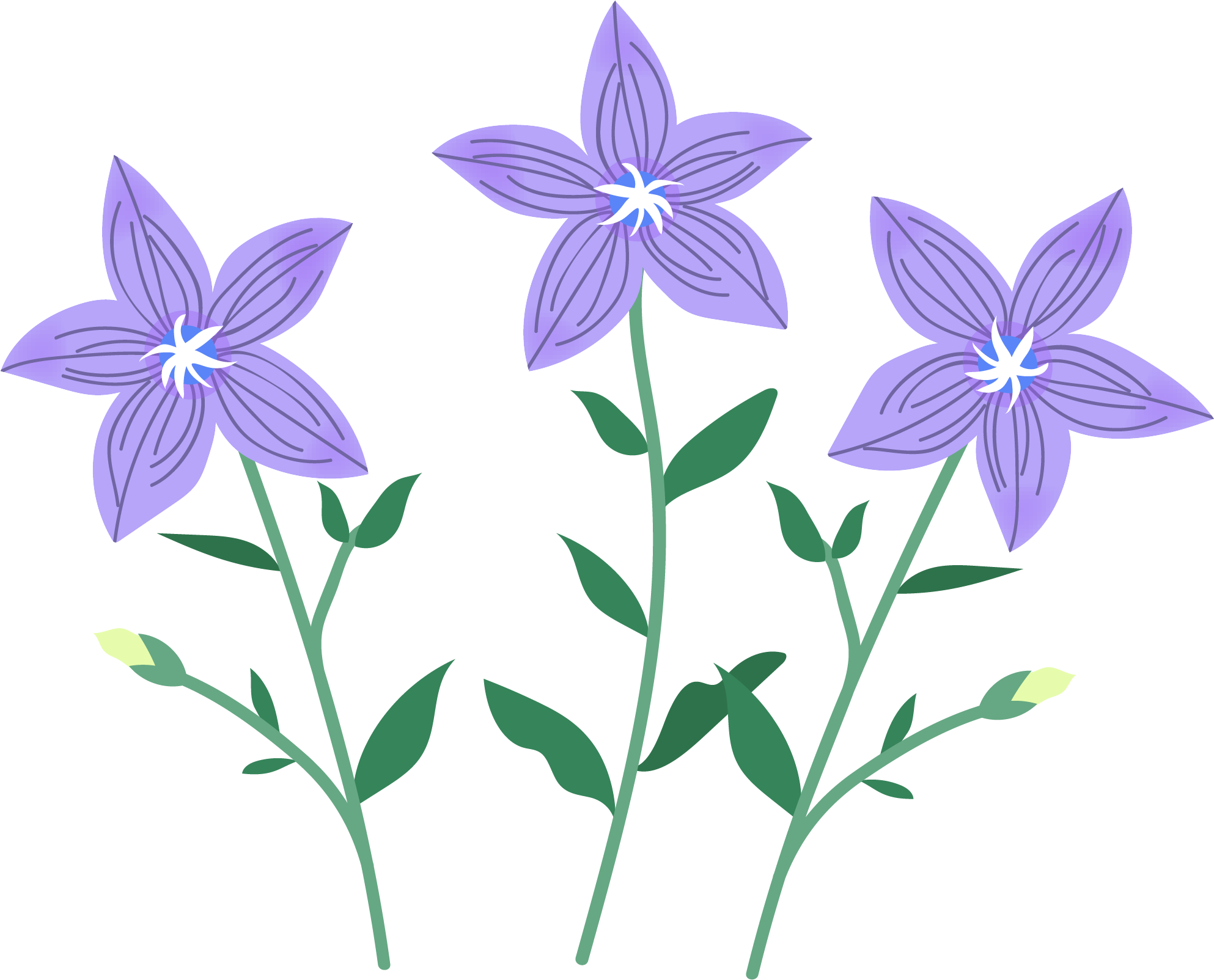 Balloon Flower (2084x2084)