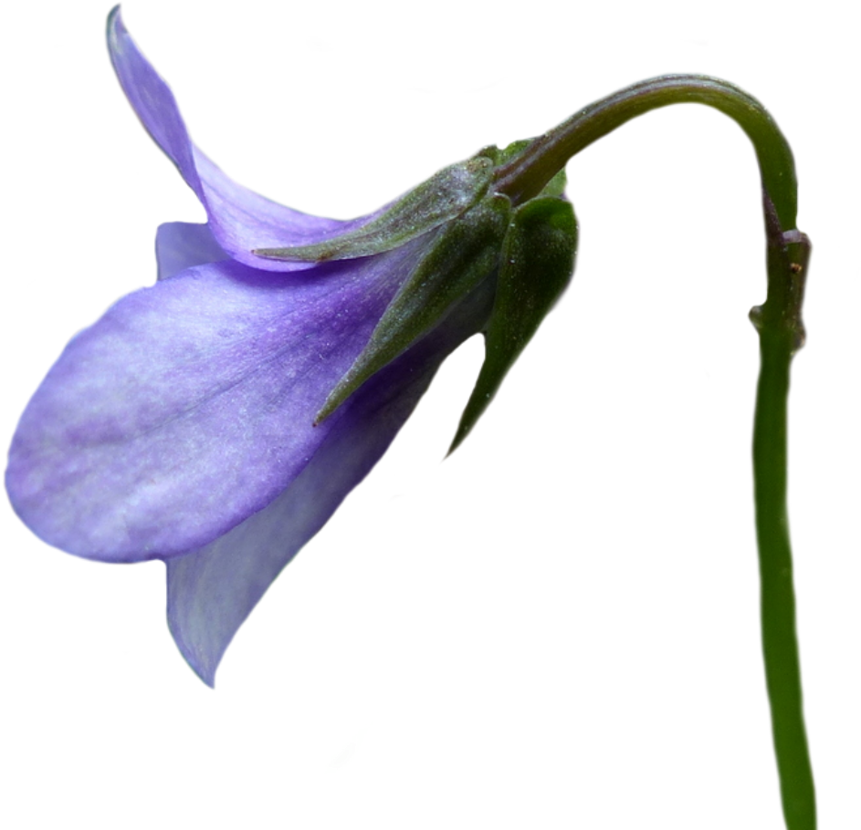 I'm Not Going To Trick You With This One - Harebell (992x940)