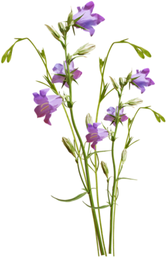 Tube Fleur - Tubes Paques Png (350x530)