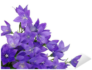 Bellflower (400x400)