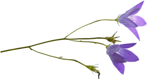 Png Клипарт Полевые Цветы - Harebell (700x525)