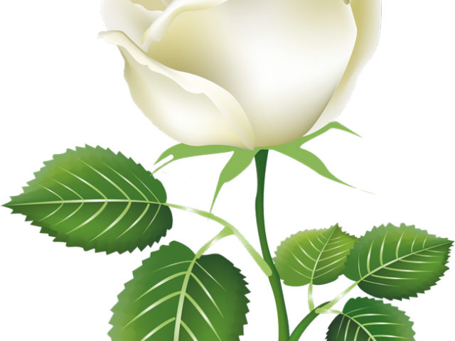 White Rose Clipart Gulab - Painted Rose Buds Png (640x480)