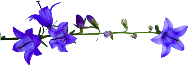 Png Клипарт Полевые Цветы - Portable Network Graphics (700x525)