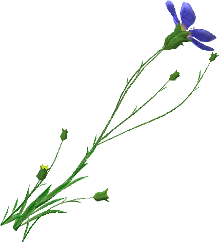 Flax Plant - Flax Plant Transparent (512x512)