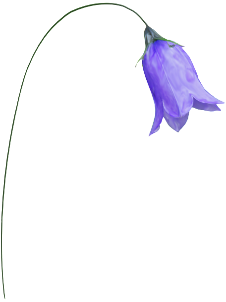 Clip Art - Harebell (481x639)