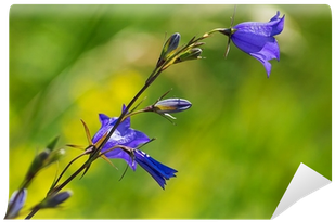 Big Bluebell Or Campanula Persicifolia Wall Mural • - Harebell (400x400)