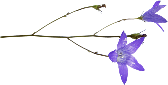 Png Клипарт Полевые Цветы - Balloon Flower (699x375)