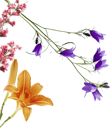 Purchase Flow - Kikyo (380x446)