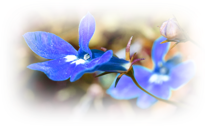 Visite - - Gentiana (1000x420)