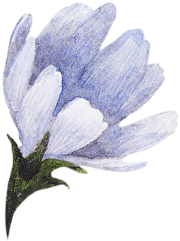 Fiore Blu - Dreamcatcher (361x433)