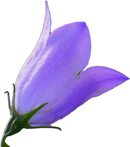 Harebell (512x512)