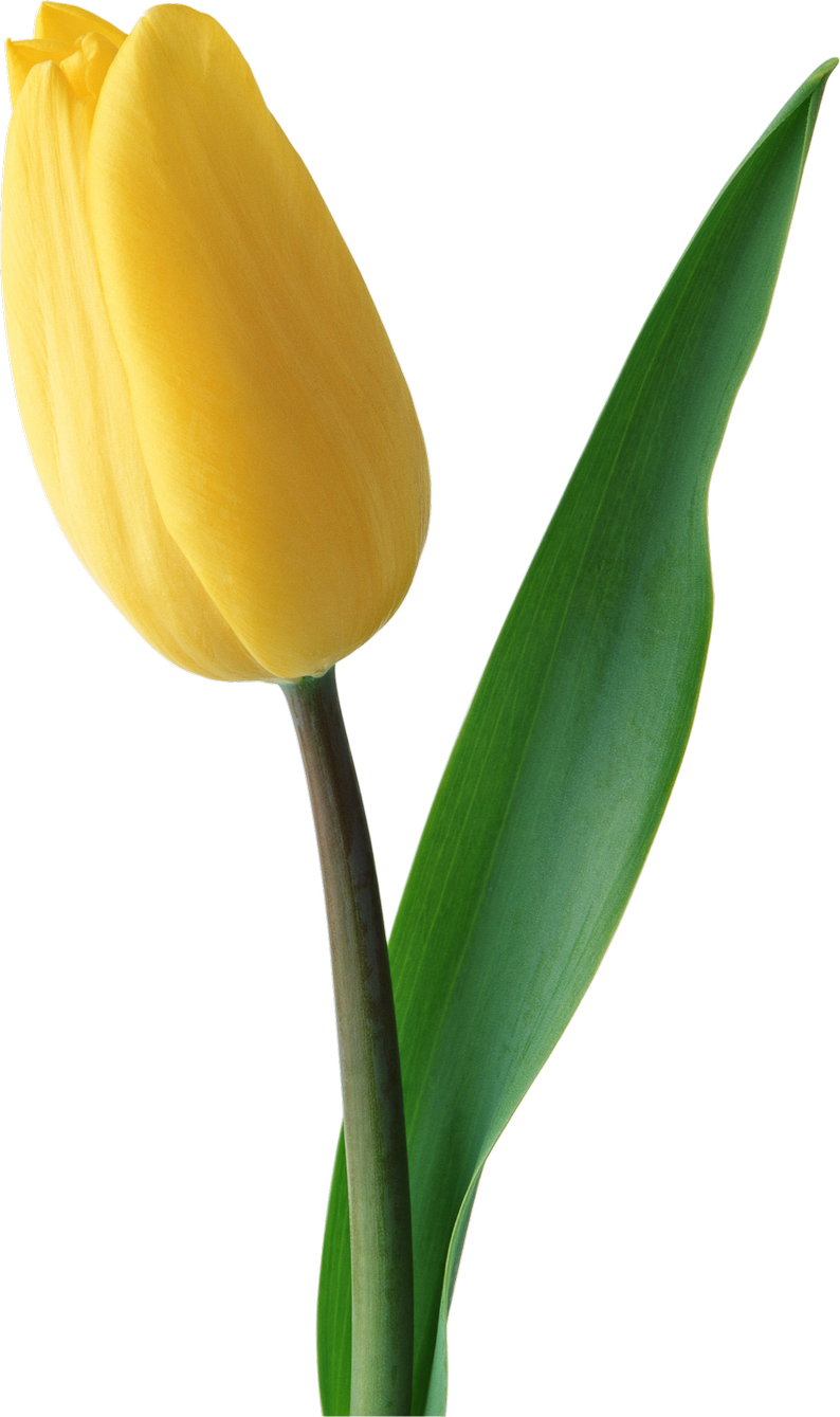 Yellow Tulip Flower Png (794x1339)