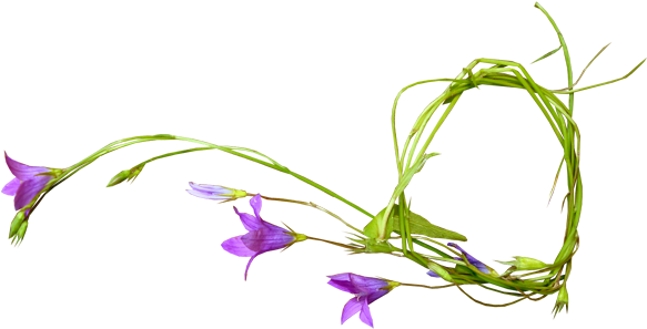 มุม ดอกไม้ (600x300)