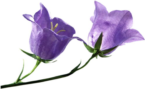 Цветы-голубые - Колокольчики На Белом Фоне (500x312)