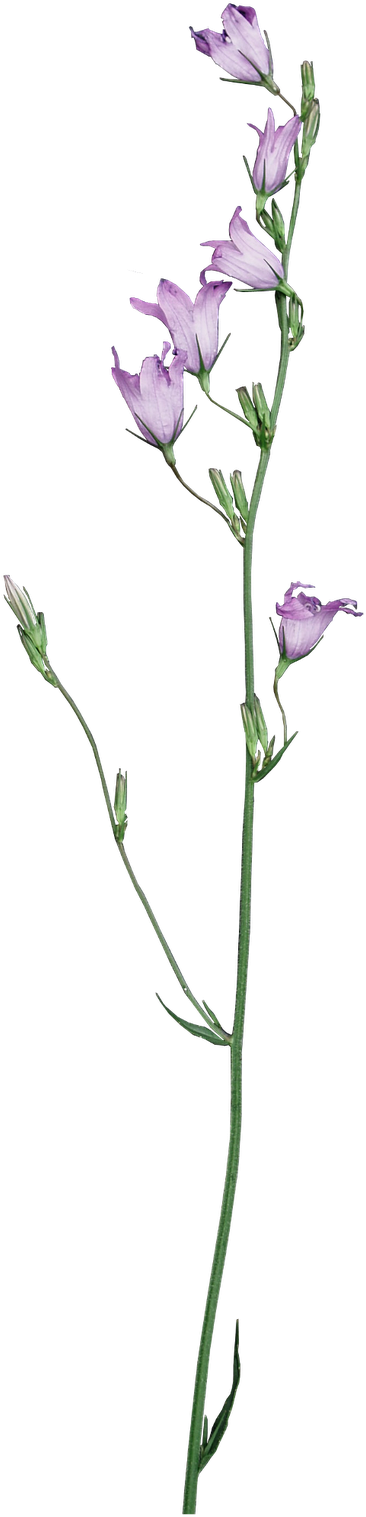 Scrap Kiss Me Little Frog - Tulip (521x1600)