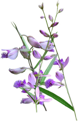 Senega - English Lavender (500x500)