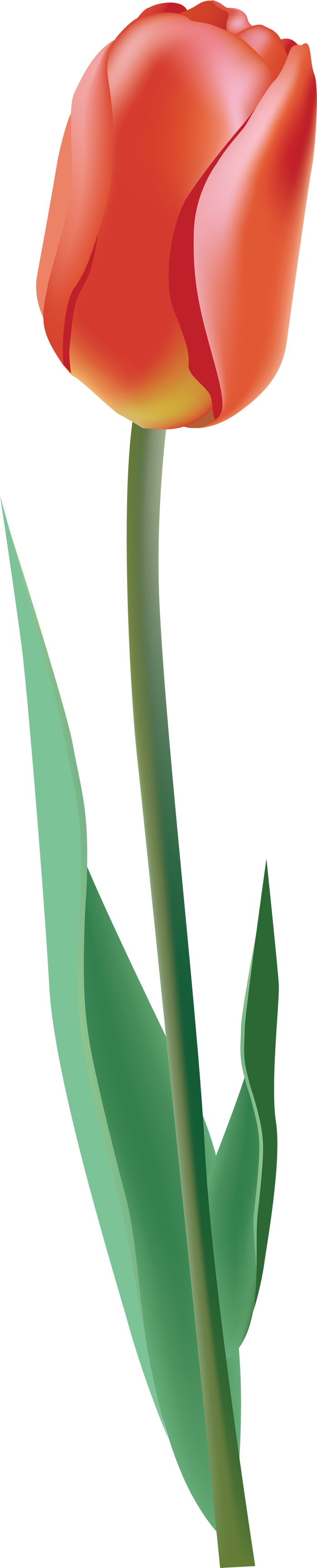 This High Quality Free Png Image Without Any Background - Tulipanes Animadas (699x3453)