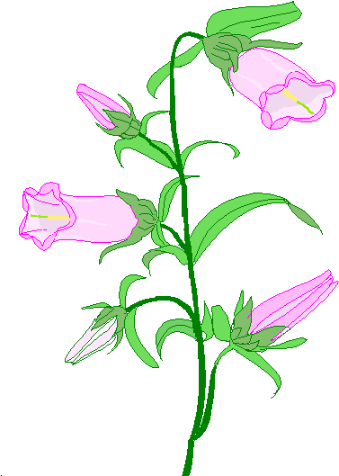 Canterbury Bells (473x543)
