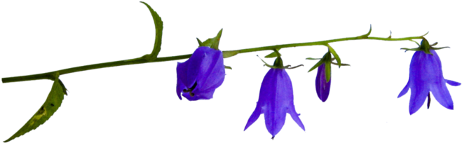 Png Клипарт Полевые Цветы - Bellflower (700x525)