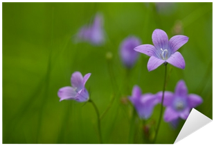 Vinilo Pixerstick Flores De Color Violeta Sobre Fondo - Browallia Speciosa (400x400)