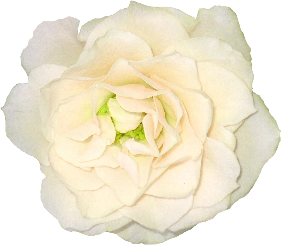 White Roses Picture Png Image - Portable Network Graphics (1000x973)