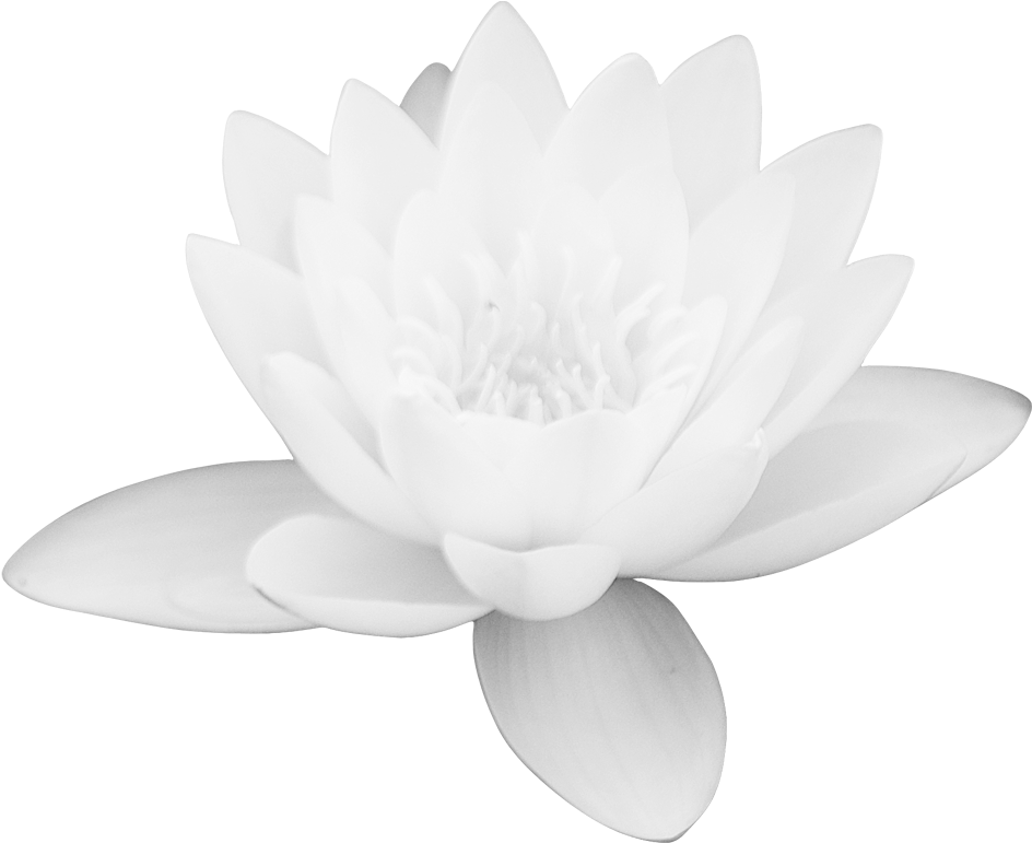 Blue Rose Clipart Blue Lotus - White Lotus Flower Png (1024x1000)
