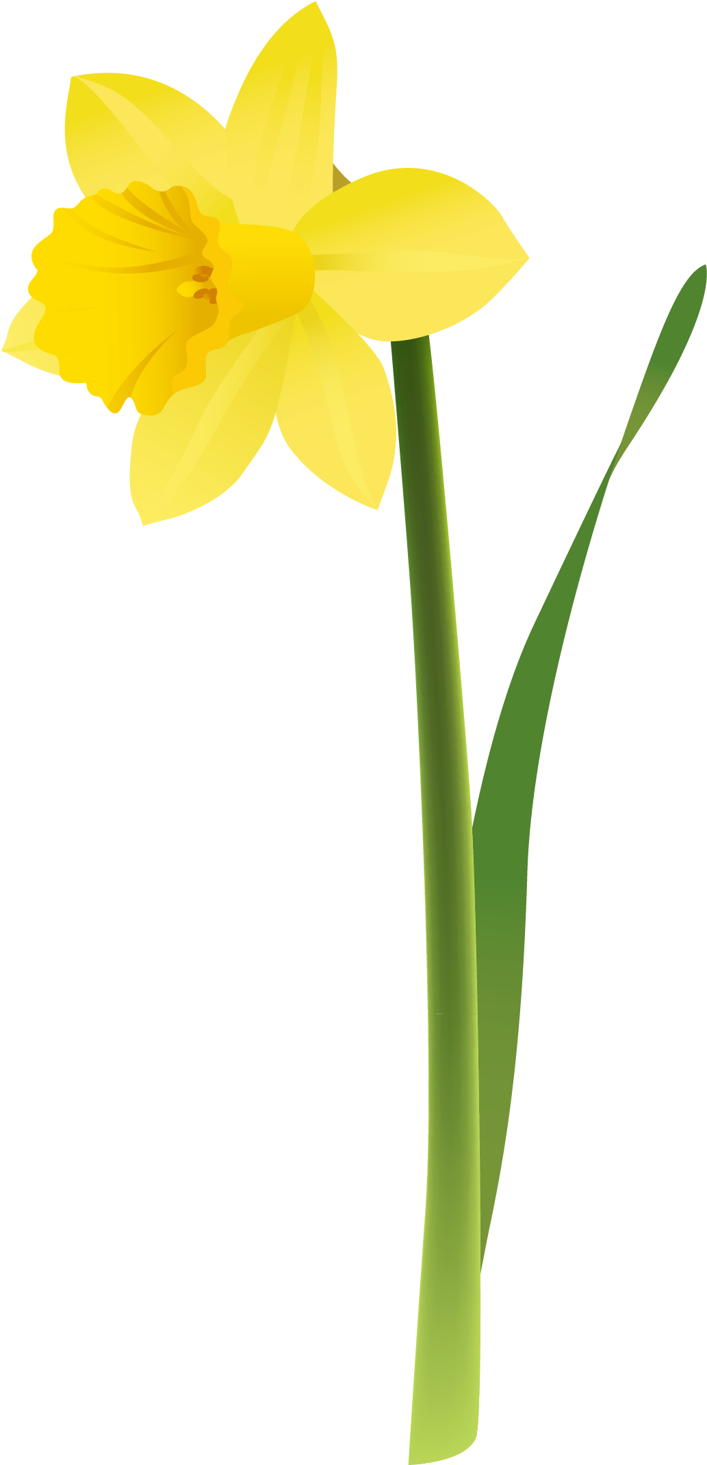 Tissue Paper Daffodil Clipart - Clip Art Daffodil (1160x2203)