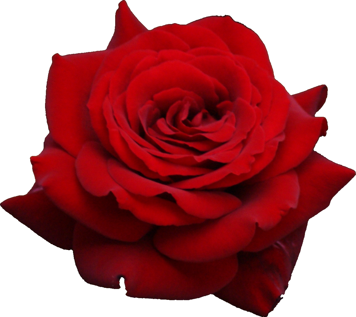 Red Rose Png Image, Free Picture Download - Red Rose Transparent Background (1249x1110)