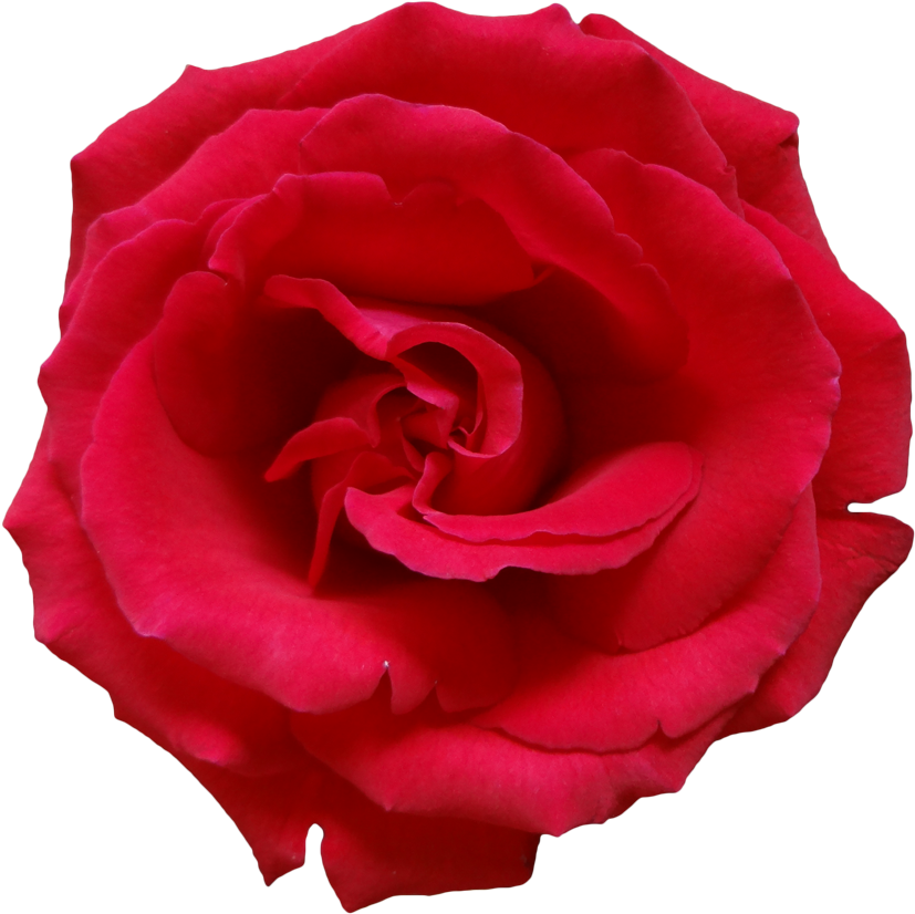 Rose Png Image, Free Picture Download - Dark Pink Rose Png (900x878)