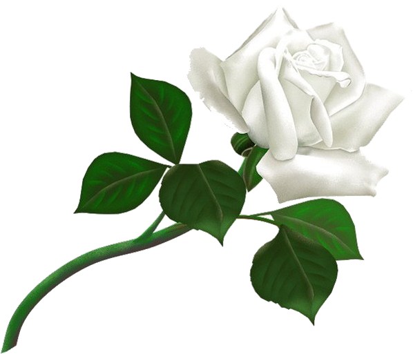 White Rose Png Image, Flower White Rose Png Picture - White Rose Png (600x543)