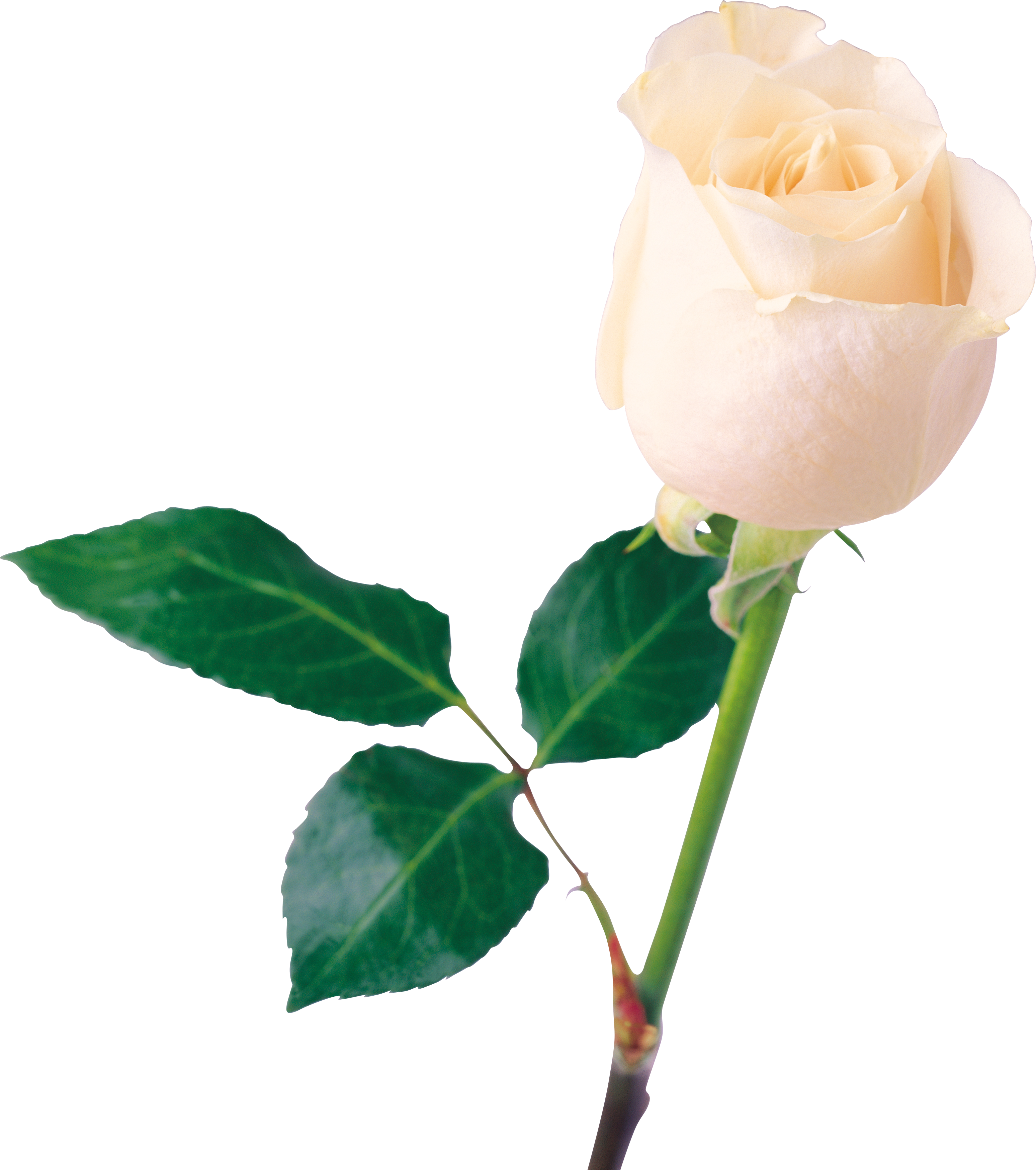 White Rose Clipart Transparent - White Rose Png (3096x3497)