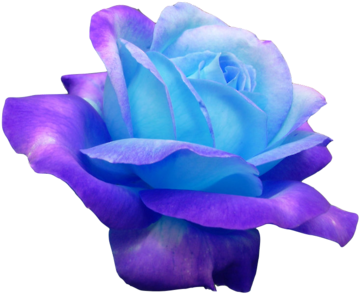 Ok Heres Another One I Wanted To Show U And Im Not - Real Blue Roses (500x375)