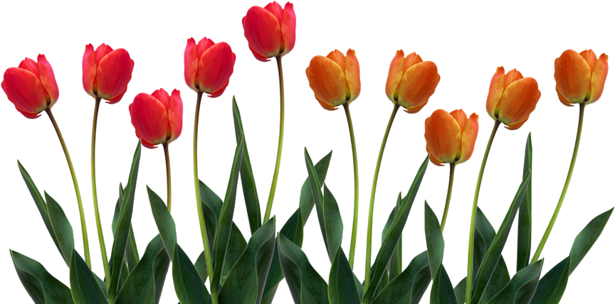 Tulip Png Pic Png Image - Tulip Png Pic Png Image (900x563)