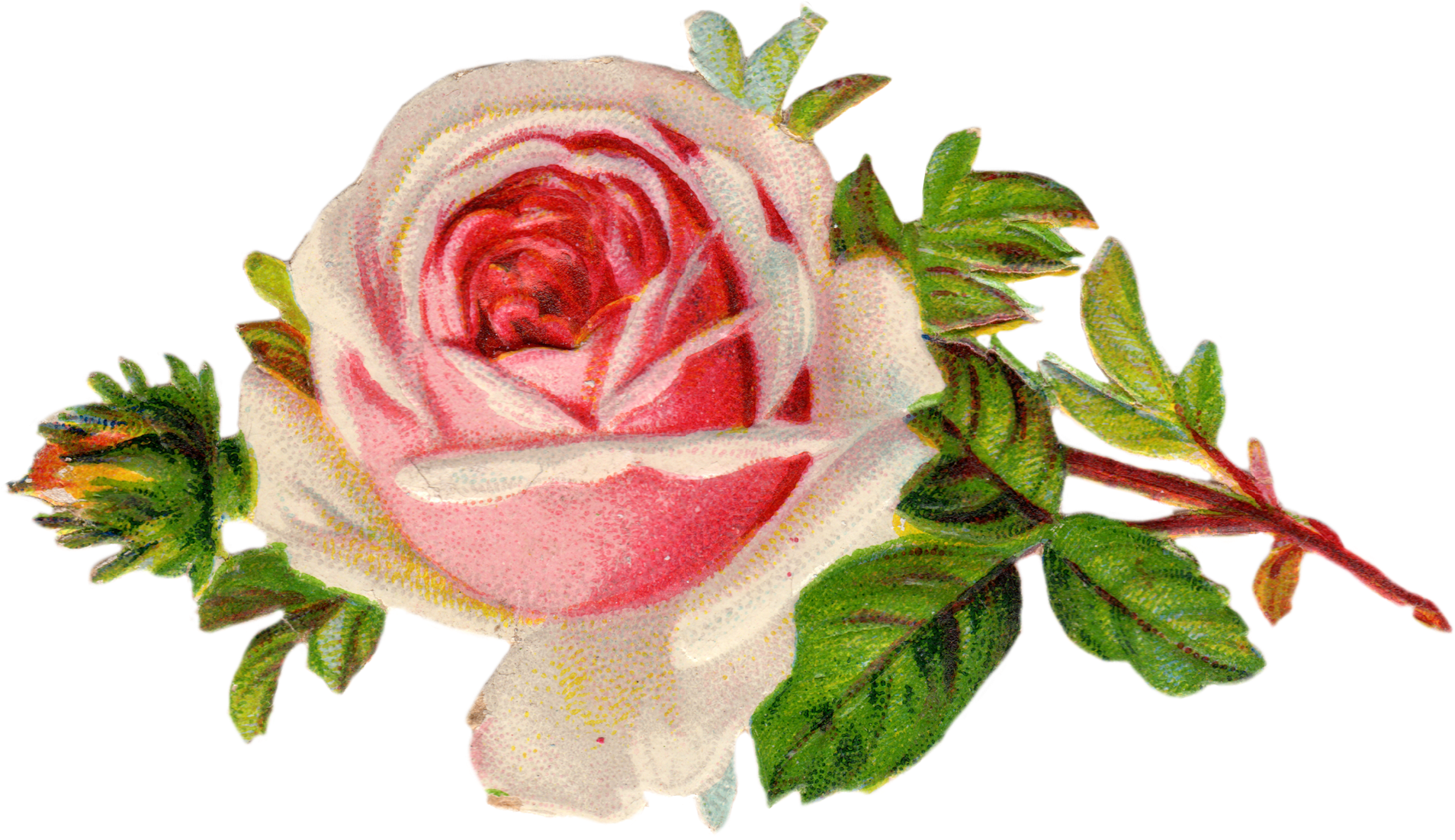 Rose - Vintage Rose Clipart Png (2039x1197)