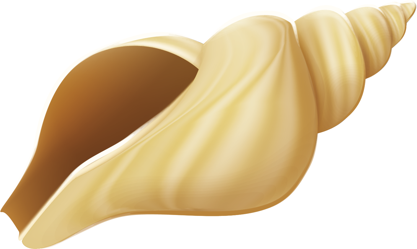 Seashell Conch Clip Art - Seashell Conch Clip Art (1436x886)