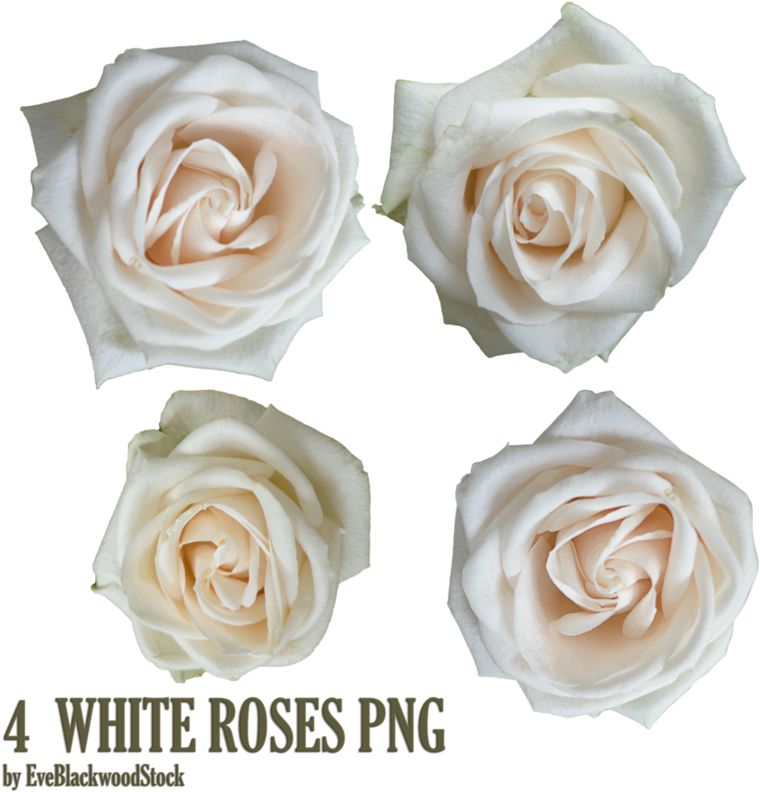 Stencil Flower Rose Fl Design Png 898 - Anne Bonny The Pirate (894x894)