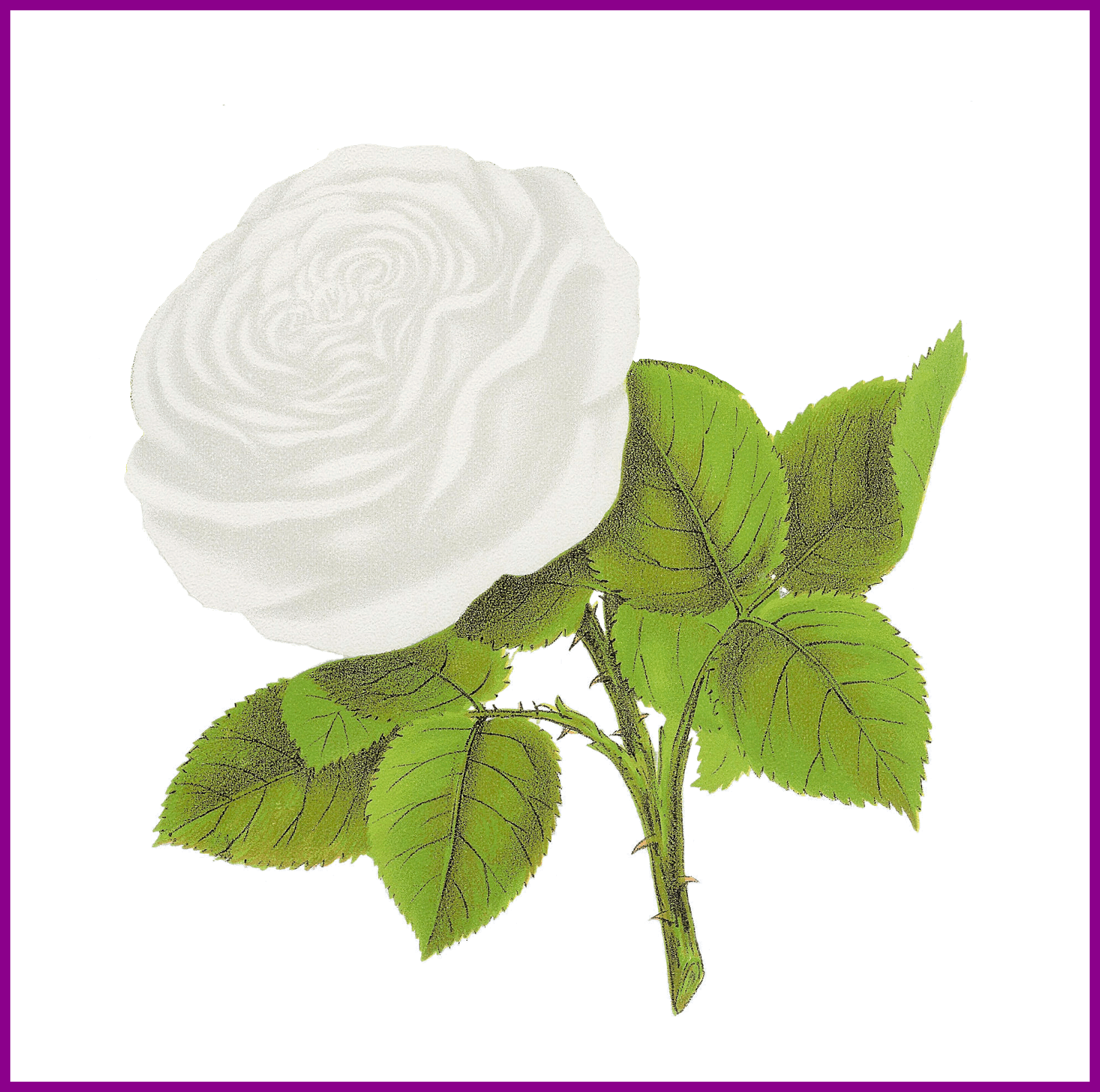Marvelous Rose Flower Clipart Artwork Image Coquette - Clip Art (1630x1618)